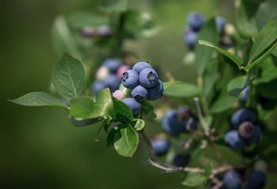 Hagevarianten av blåbærbusken trenger praktisk talt ingen beskjæring, og trimming etter planting er ikke nødvendig.